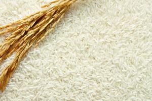 Camolino Rice