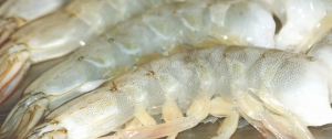 Raw Shrimps