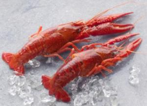 Crayfish