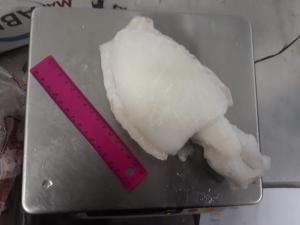 Cuttlefish Frozen Clean 