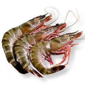 HEAD ON WILD PINK PRAWNS