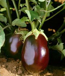 Eggplant